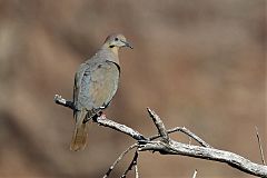White-winged Dove