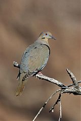 White-winged Dove