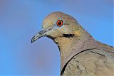 White-winged Doveborder=