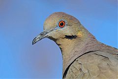 White-winged Dove