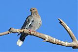 White-winged Doveborder=