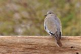 White-winged Doveborder=