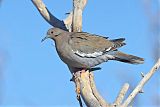 White-winged Doveborder=