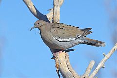 White-winged Dove