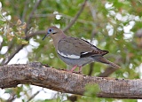 White-winged Doveborder=