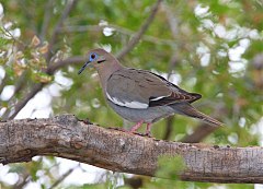 White-winged Dove