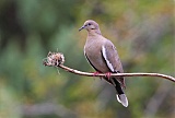 White-winged Dove