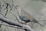 White-winged Dove