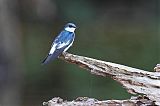 White-winged Swallow