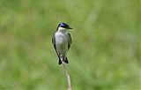 White-winged Swallow