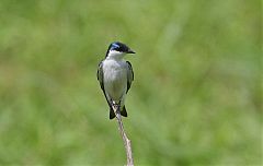 White-winged Swallow