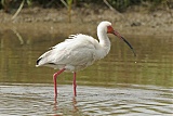 White Ibis