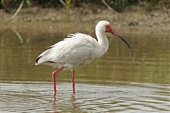 White Ibis