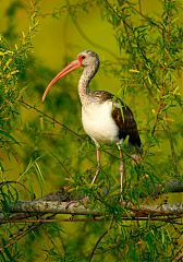 White Ibis