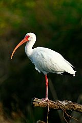 White Ibis