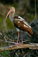 White Ibis