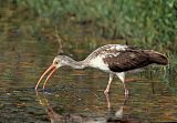 White Ibis