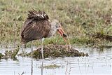 White Ibis