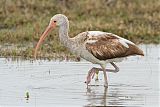 White Ibis