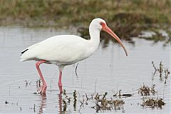 White Ibis