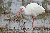 White Ibis