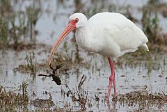 White Ibis