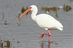 White Ibis