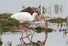 White Ibis