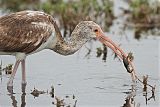 White Ibis