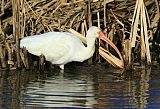 White Ibis