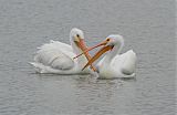 American White Pelican