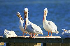 American White Pelican