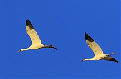 Whooping Crane