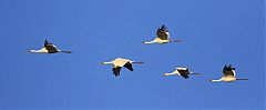 Whooping Crane