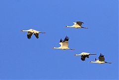 Whooping Crane