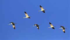 Whooping Crane