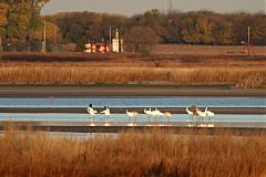 Whooping Crane