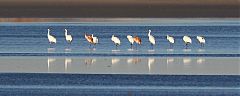 Whooping Crane