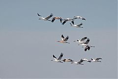 Whooping Crane