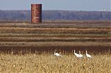 Whooping Crane