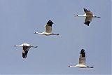 Whooping Crane