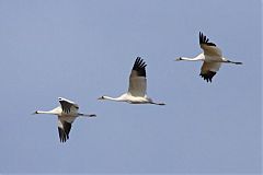 Whooping Crane