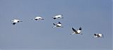 Whooping Crane