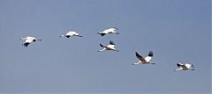 Whooping Crane