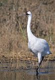 Whooping Crane