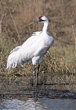 Whooping Crane