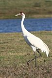 Whooping Crane