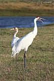 Whooping Crane