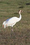 Whooping Crane