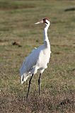 Whooping Crane